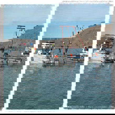 SQUALUS