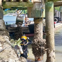 Removing pile