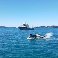 Island Leader II with Dolphins